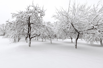 Apple trees after winter snow storm
