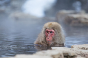 Snow monkey taking bath with hot spring water,