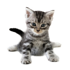 Cute American shorthair cat kitten