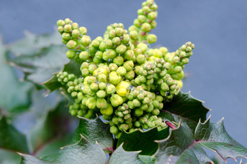 Light Green Berries / Light green berries on the branch of a holly tree.
