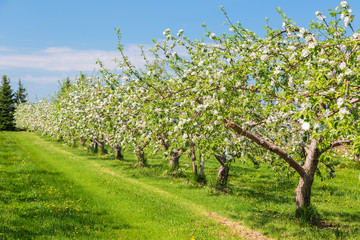 Springtime apple orchard at the peak of bloom. - 104406921