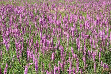 field of pink flowers