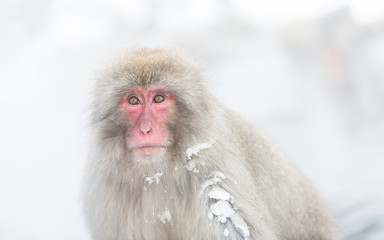 Japanese snow monkey (Macaque), Jigokudani, Nagano, Japan, proce