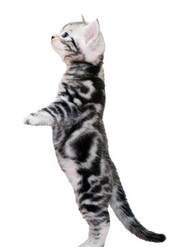 Cute American Shorthair Cat Kitten. Isolated O White Background