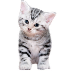 Cute American shorthair cat kitten. Isolated o white background
