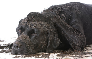 dirty muddy dog