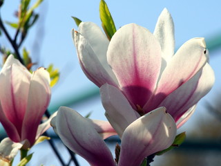 Fototapeta na wymiar Magnolia x soulangeana 'Alexandrina'