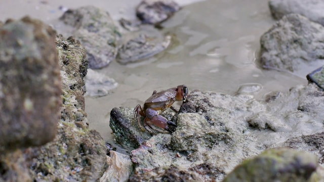 Closeup view of a brown crab moving by an ocean shore, Thailand.
