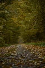 Droga w lesie, początek jesieni