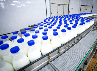 Dairy plant, conveyor with milk  bottles 