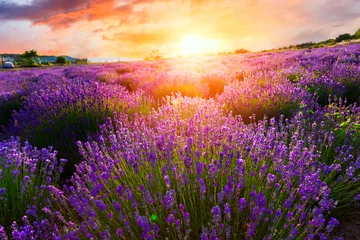 Photo sur Plexiglas Lavande Coucher de soleil sur un champ de lavande violette