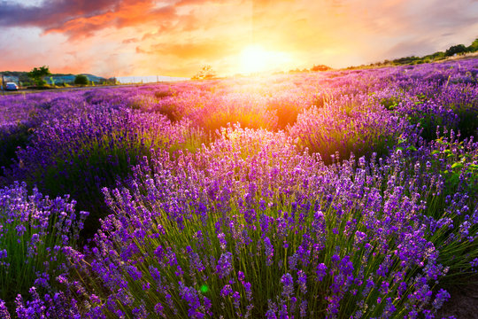 Fototapeta Sunset over a violet lavender field