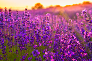 Fototapeta premium Sunset over a violet lavender field