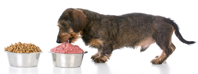 feeding raw or kibble