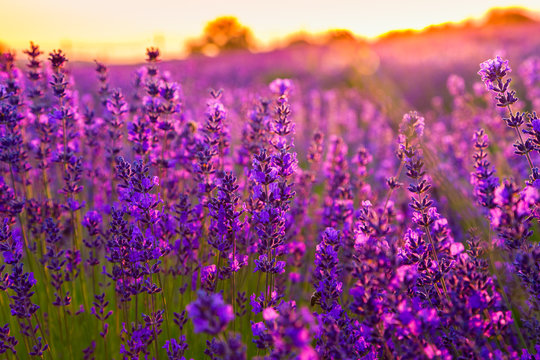 Sunset over a violet lavender field