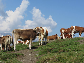 Alpine pasture with cows in foreground and the blue sky in background. Sesto Dolomites, South Tyrol, Italy