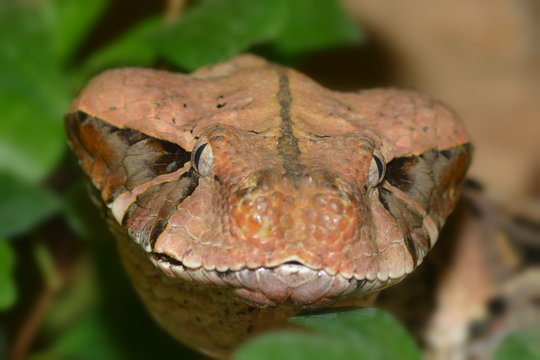 Gabunviper