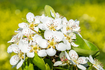 pear flowers