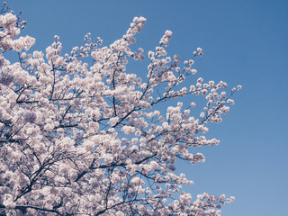 Cherry blossoms