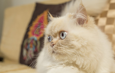 Himalaya Persian cat