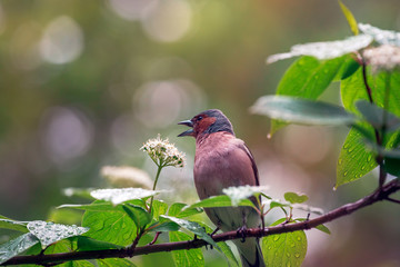 Spring. Finch sitting on a flowering branch.