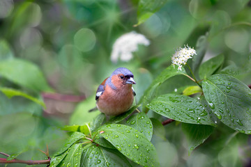 Finch sitting on a flowering branch.