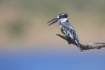 Pied Kingfisher sitting on a branch to hunt for fish