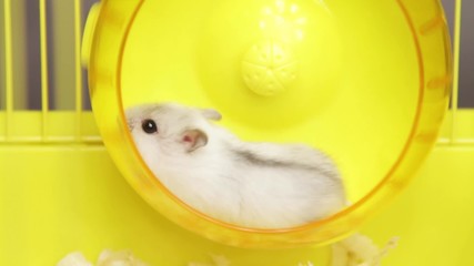 video of Jungar hamsters running in the wheel