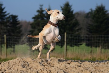 spielender Windhund Welpe