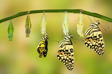 Crédence de cuisine en verre imprimé Papillon Transformation of Lime Butterfly