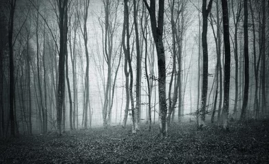 Poster Monochrome black and white grunge textured color foggy mystic forest trees landscape. © robsonphoto