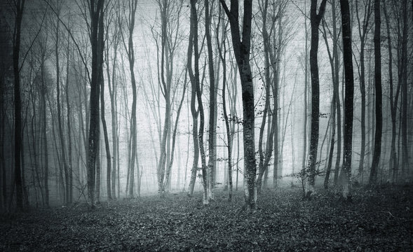 Fototapeta Monochrome black and white grunge textured color foggy mystic forest trees landscape.