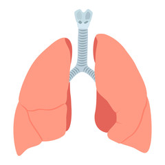 Anatomic lungs illustration on white background