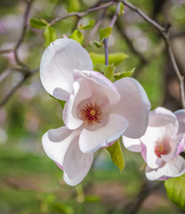 white magnolia flower closeup