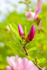 unopened bud of magnolia flower