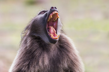 Baboon (Papio Papio) showing its teeth, Kruger Park, South Africa