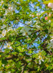 Bee on a flower sakura