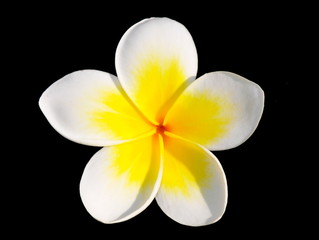 White frangipani flower on black background