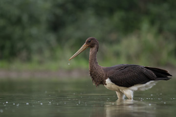 Black stork fishing