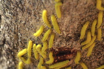 Yellow Slug Worm On The Tree