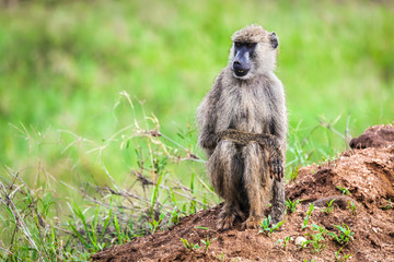 Baboon monkey in African bush. Safari in Tsavo West, Kenya