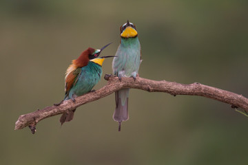 Bee eaters on perch