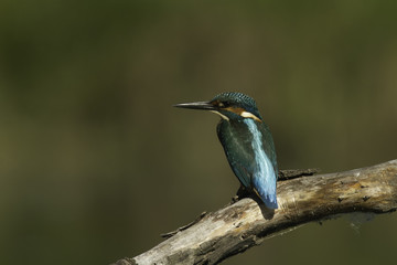 Kingfisher sitting on a perch