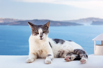 Cat lying on stone wall in Oia town, Santorini, Greece. Aegean sea