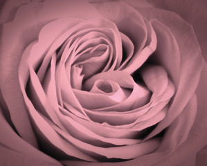 Pink rose close-up background. Romantic love greeting card
