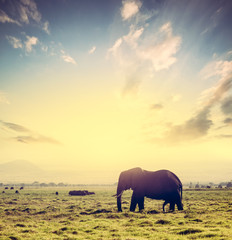 Fototapeta na wymiar Elephant on African savanna at sunset. Safari in Amboseli, Kenya, Africa