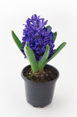 hyacinth