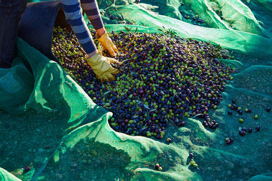 Olives harvest picking hands at Mediterranean