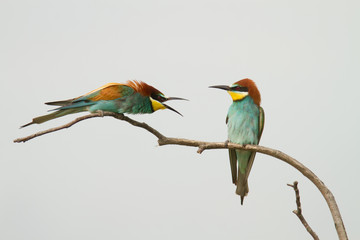 Obraz premium Bee eaters quarreling on perch