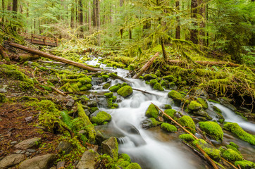 Obraz premium Beautiful Mountain River at the Olympics Park. WA, USA.